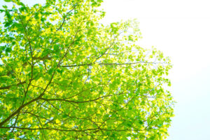 サムネイル写真